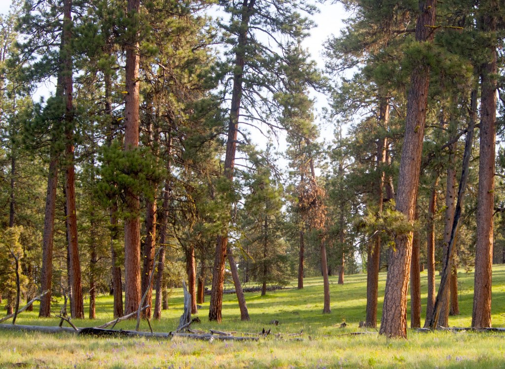 Pinus ponderosa