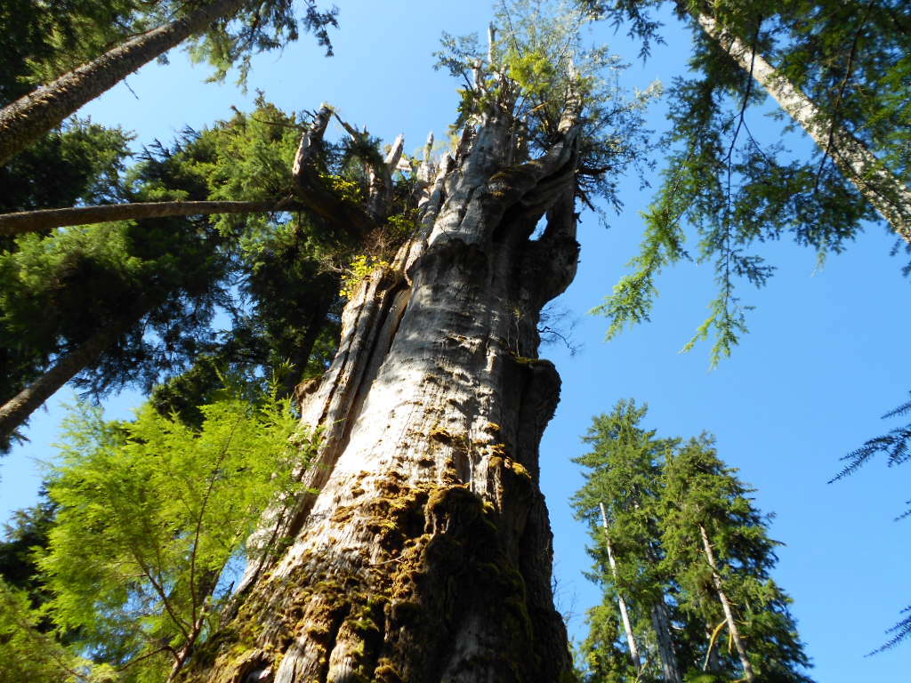 Thuja plicata