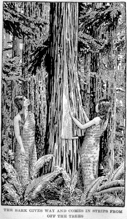 Thuja plicata