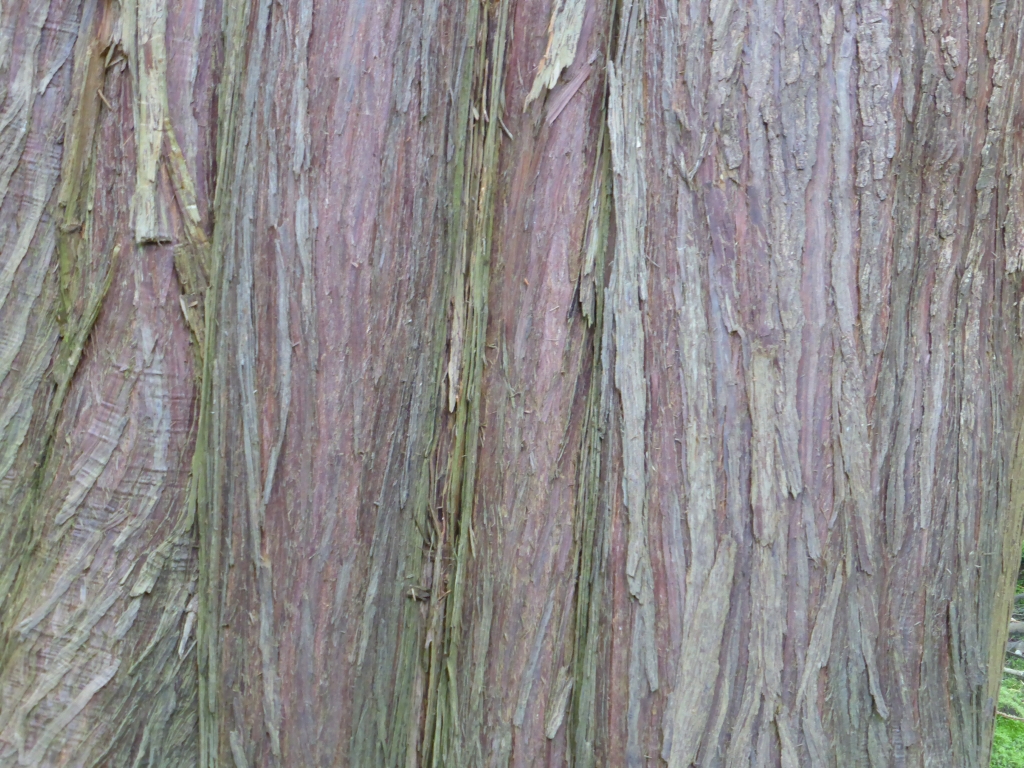Thuja plicata