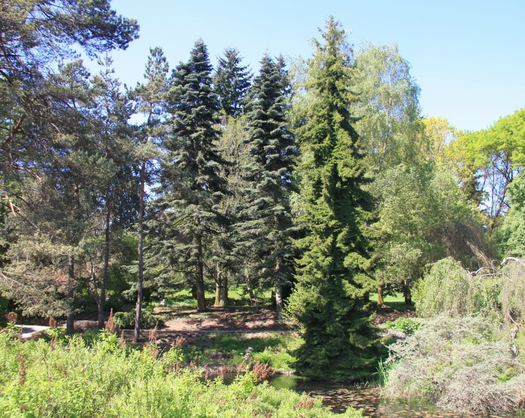 Abies pinsapo