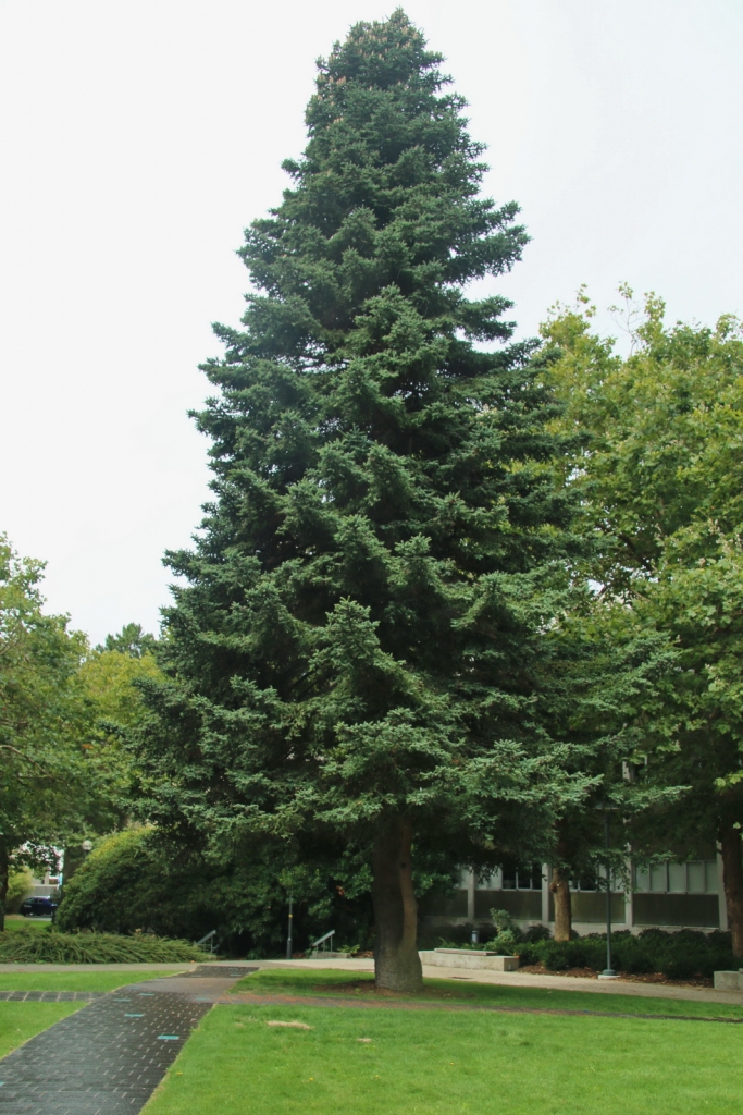 Abies pinsapo