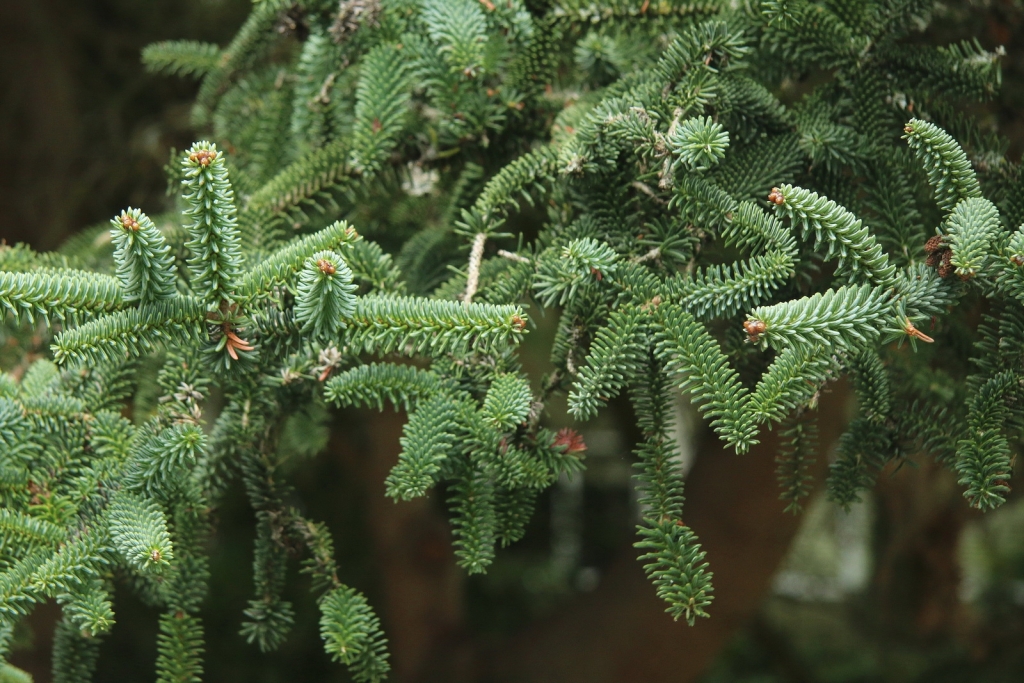Abies pinsapo