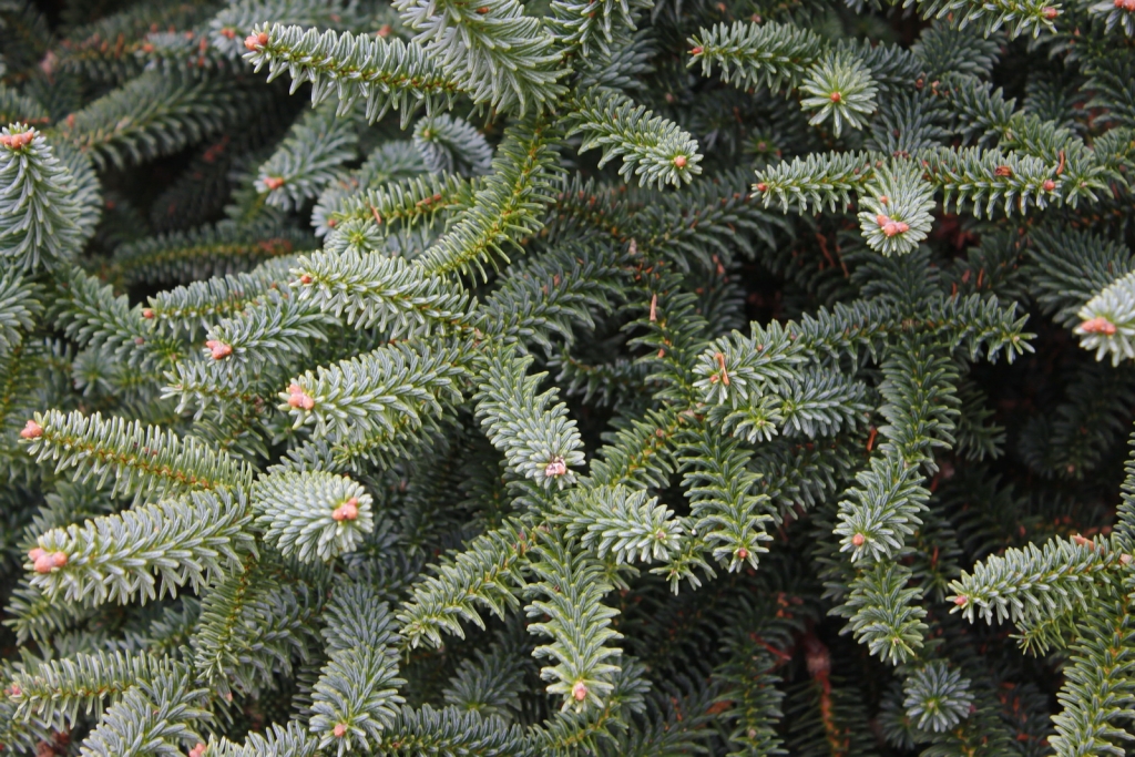 Abies pinsapo