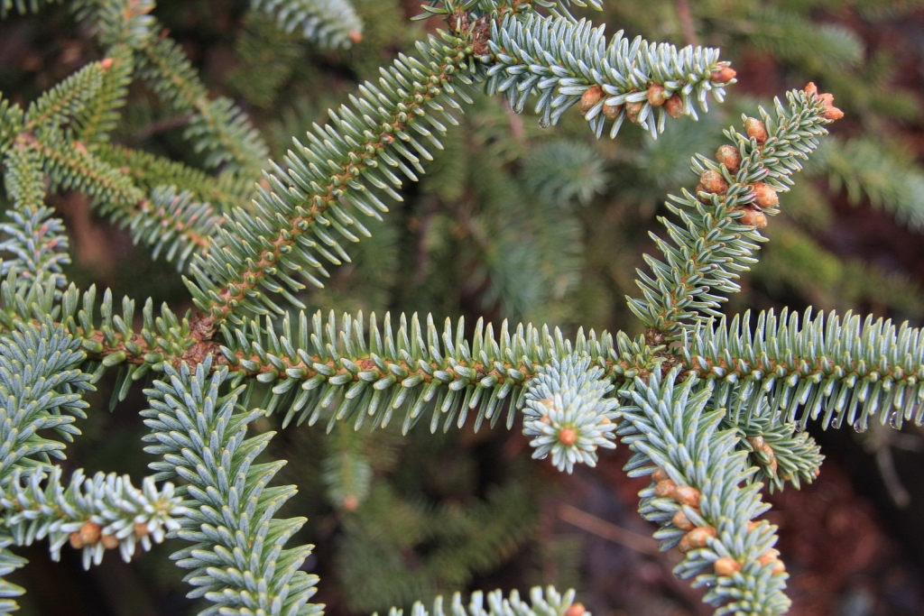 Abies pinsapo