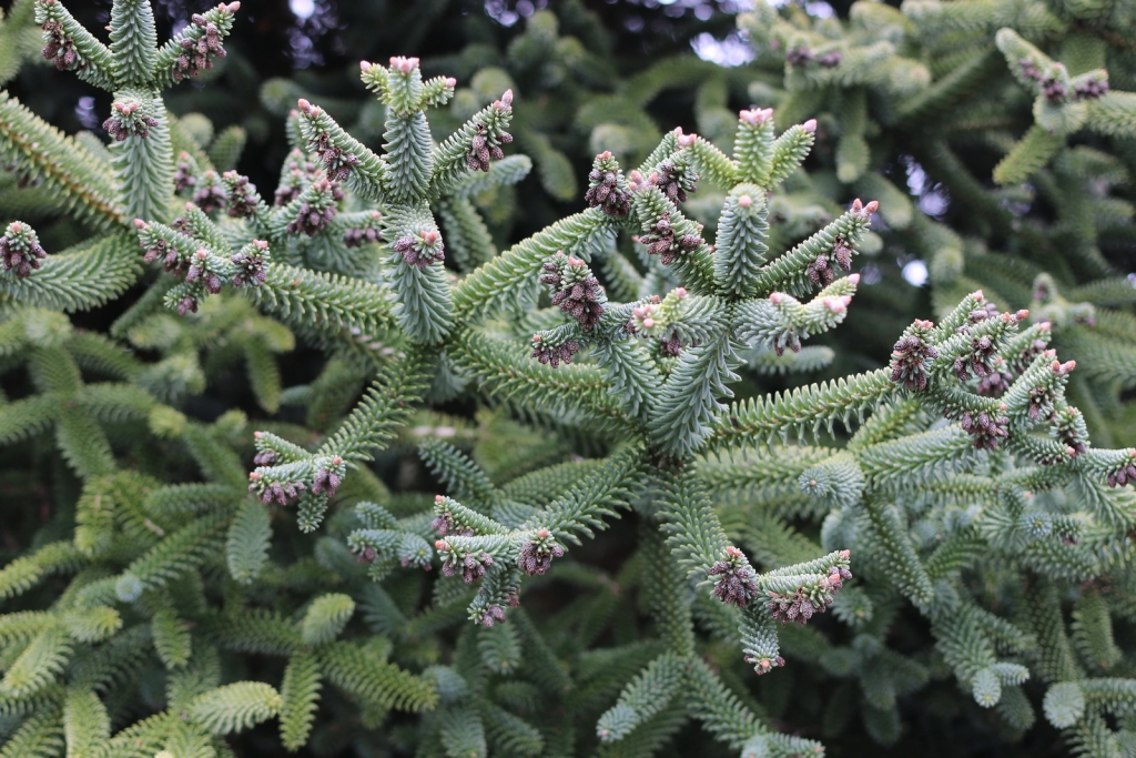Abies pinsapo