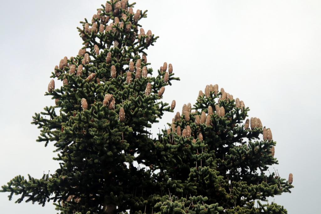 Abies pinsapo