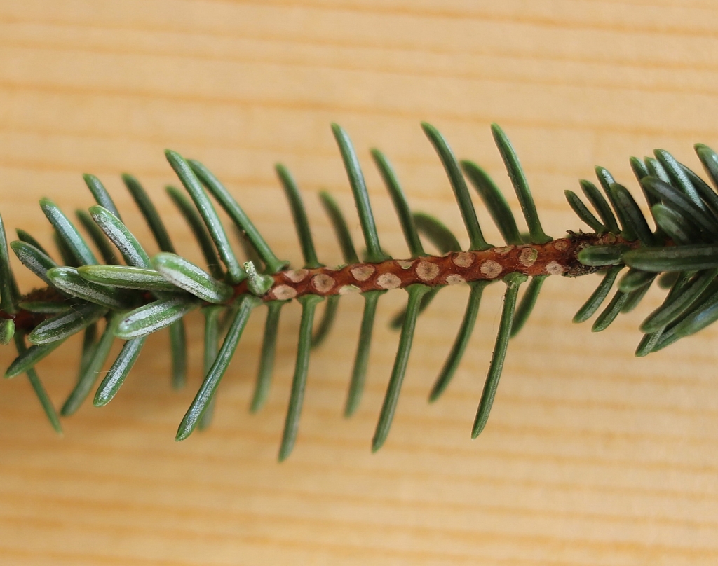 Abies pinsapo