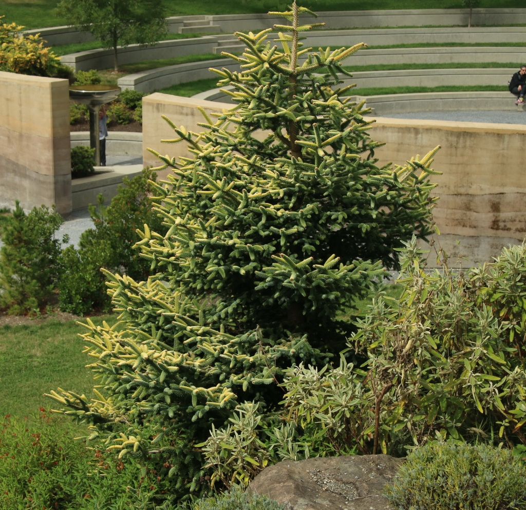 Abies pinsapo