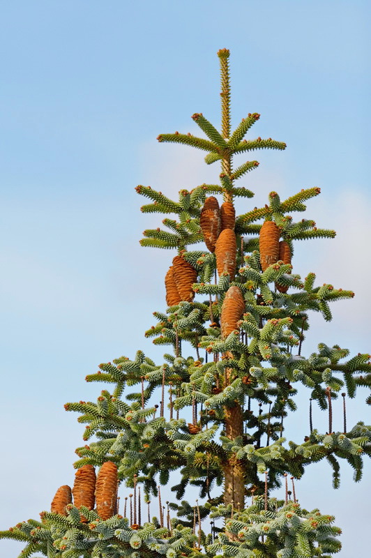 Abies pinsapo