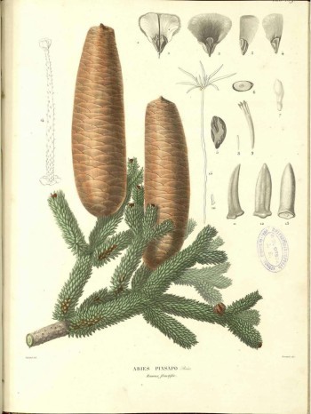 Abies pinsapo