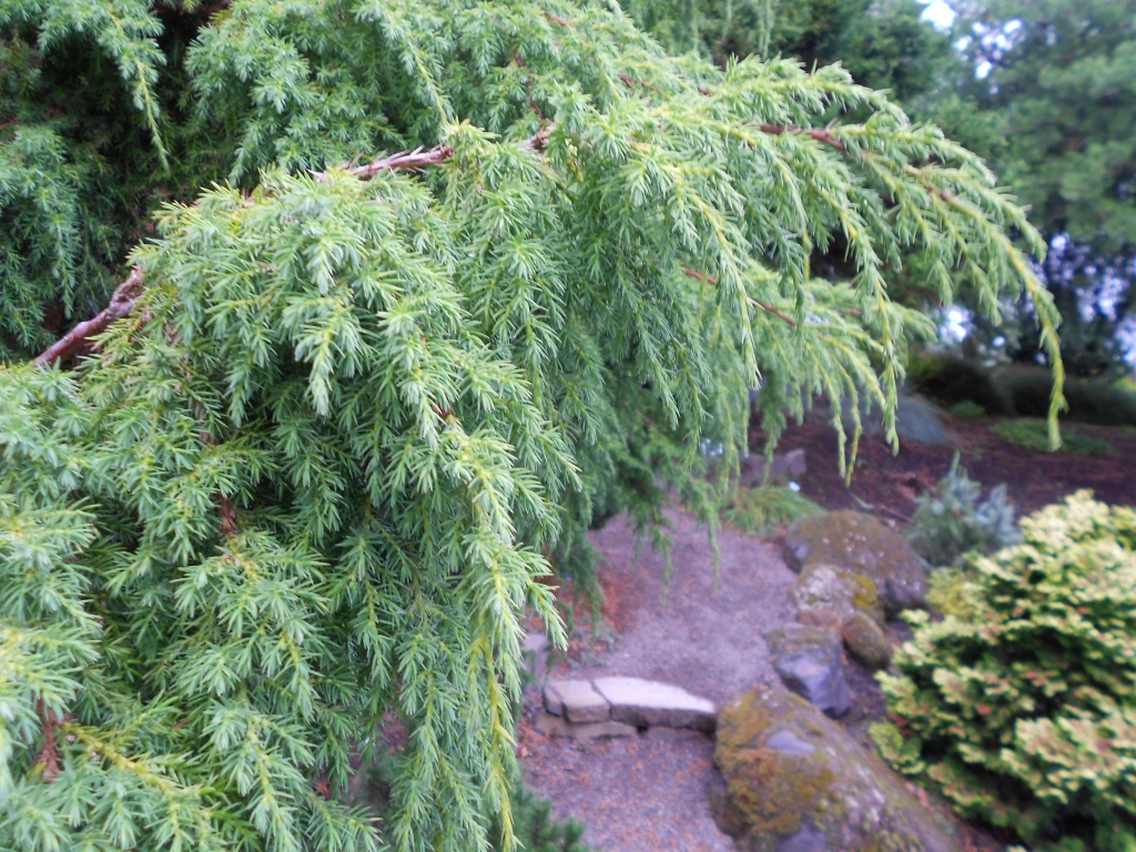 Juniperus pingii
