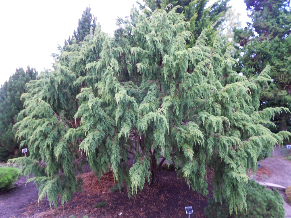 Juniperus pingii
