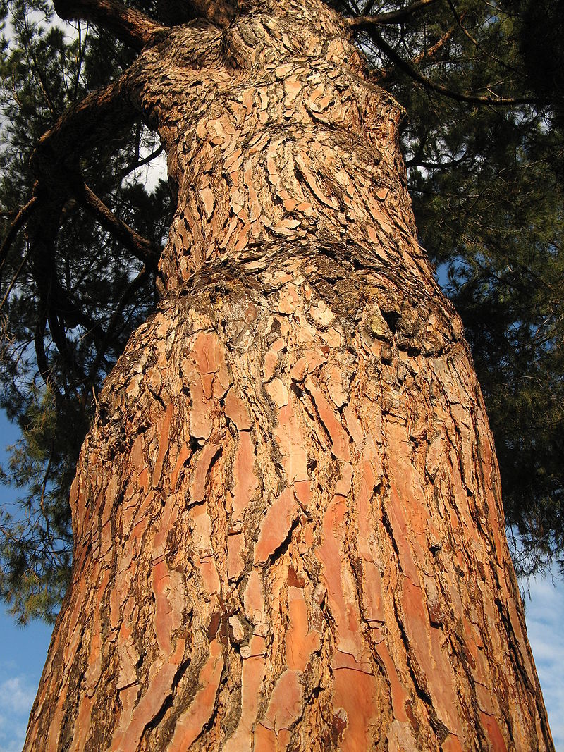 Pinus pinea