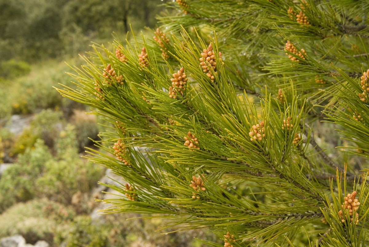 Pinus pinea