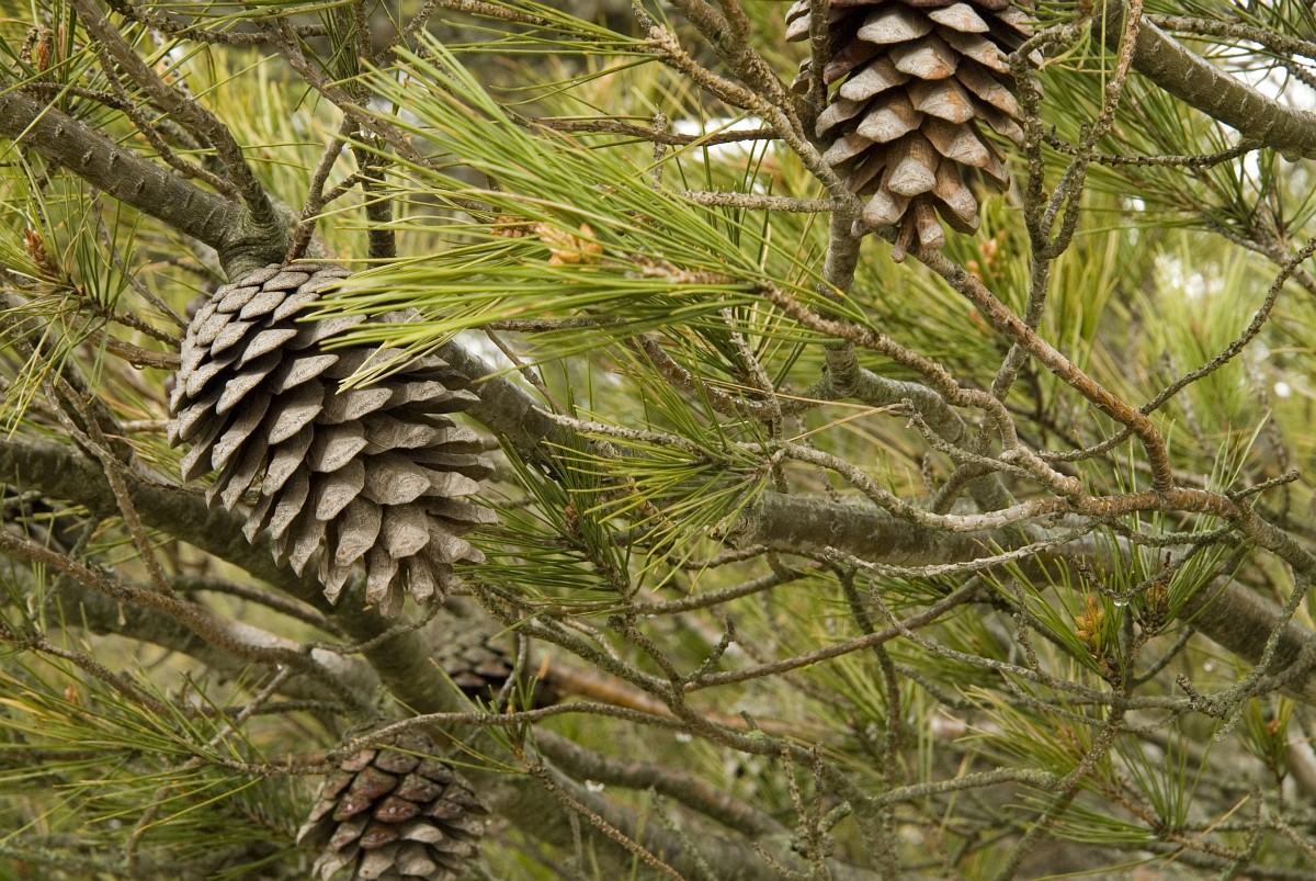 Pinus pinea