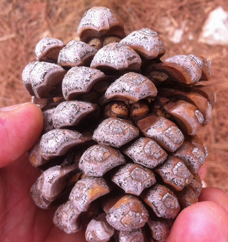 Pinus pinea