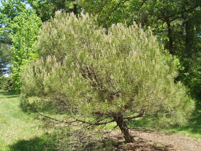Pinus pinea
