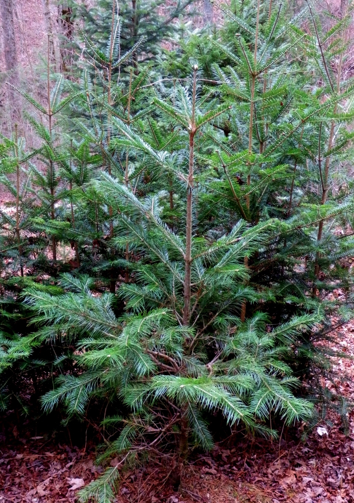 Abies pindrow