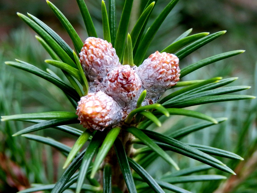 Abies pindrow