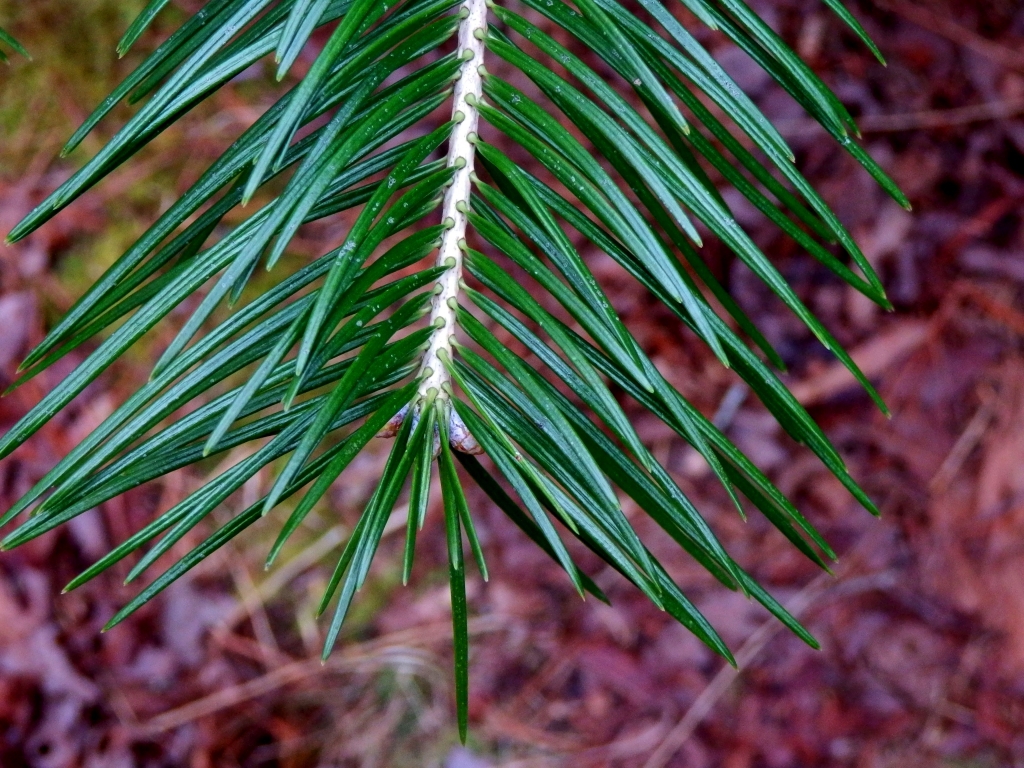 Abies pindrow