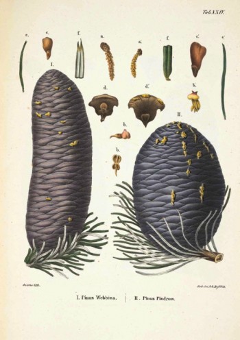 Abies pindrow