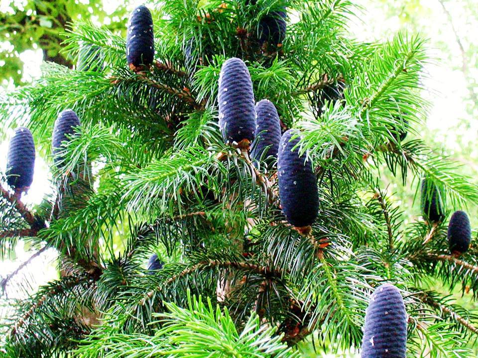 Abies pindrow