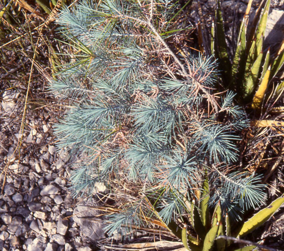 Pinus pinceana