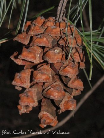 Pinus pinceana