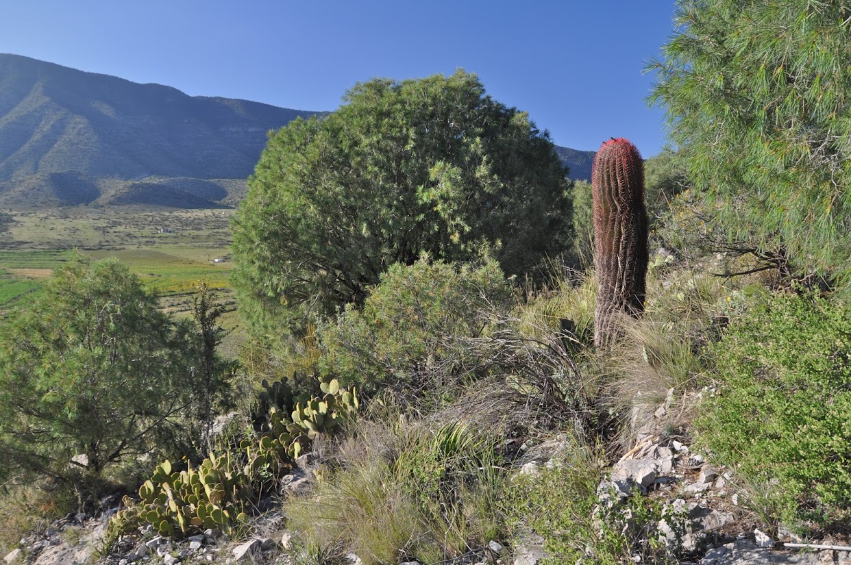 Pinus pinceana