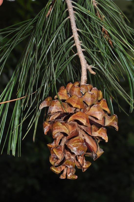 Pinus pinceana