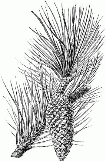 Pinus pinaster