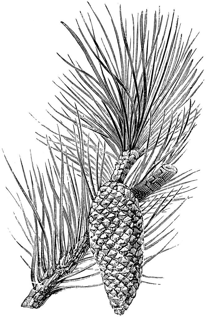 Pinus pinaster
