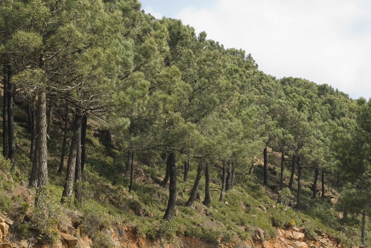 Pinus pinaster
