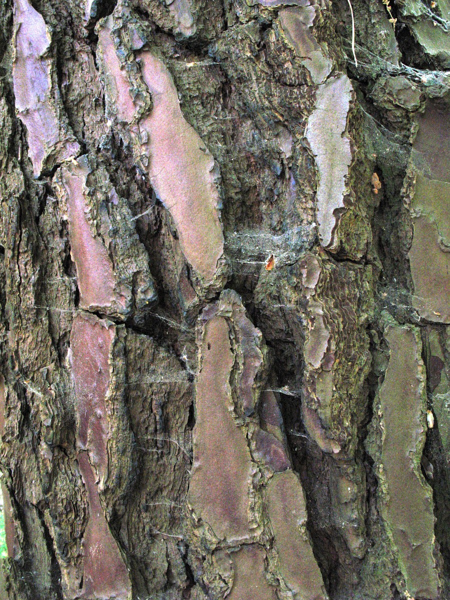 Pinus pinaster