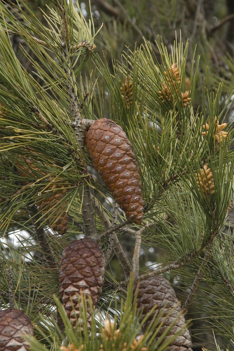 Pinus pinaster