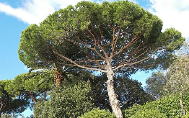 Pinus pinaster