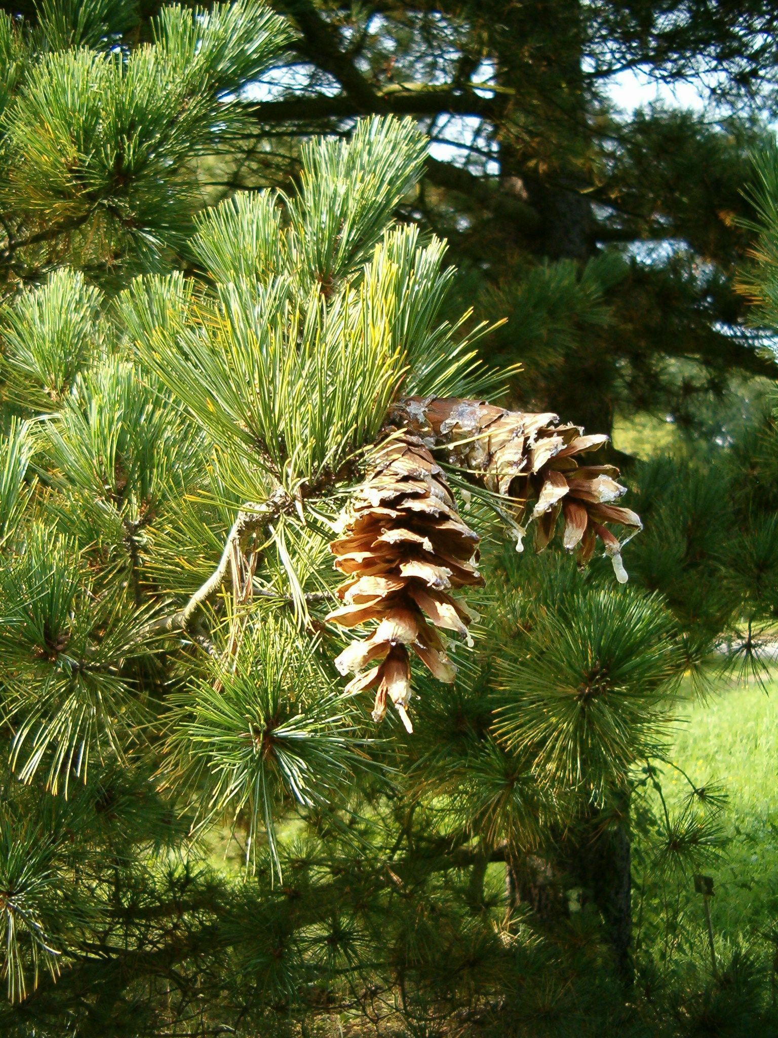 Pinus peuce