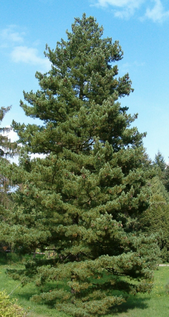 Pinus peuce