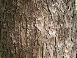 Pinus peuce