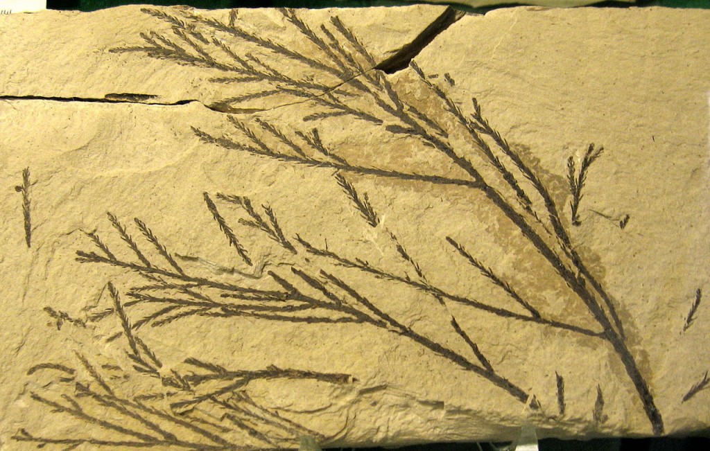 Glyptostrobus pensilis