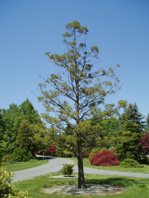 Glyptostrobus pensilis