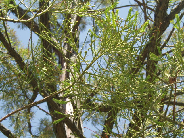 Glyptostrobus pensilis