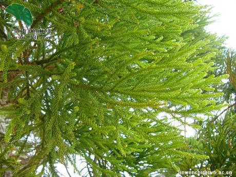 Dacrydium pectinatum