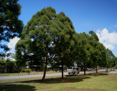 Dacrydium pectinatum