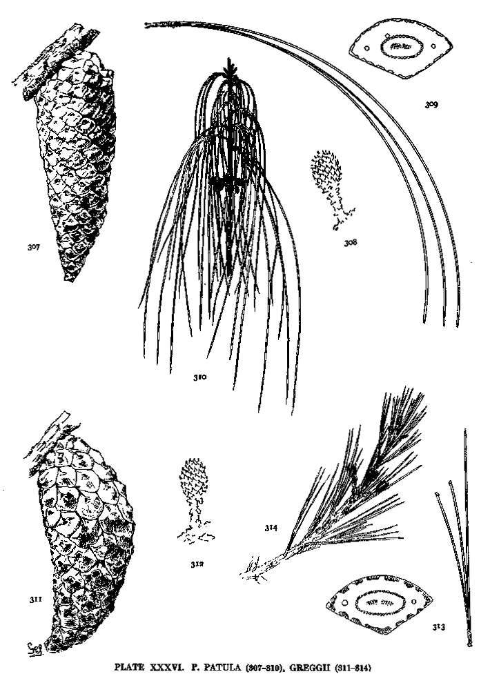 Pinus patula