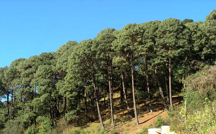 Pinus patula