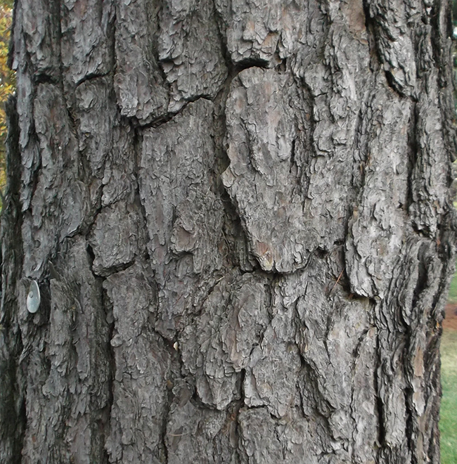 Pinus patula
