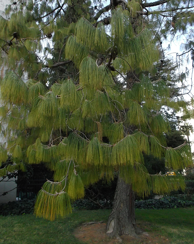 Pinus patula
