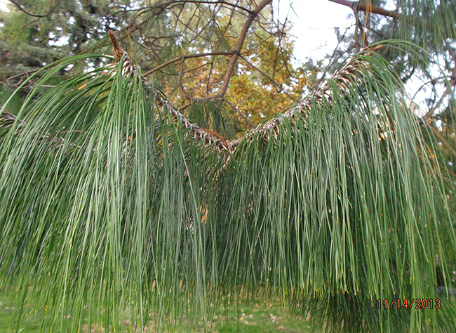 Pinus patula